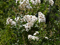 P1030416