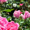 薔薇と蜜蜂