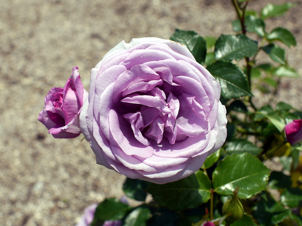 薔薇