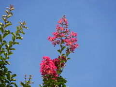 青空と百日紅