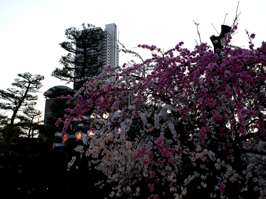 縮景園の桜
