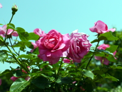 薔薇