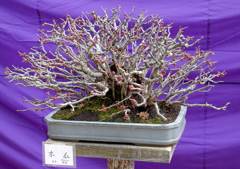 108_P1040657g