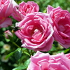 薔薇と蜜蜂