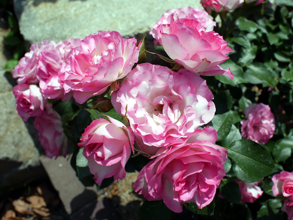 薔薇