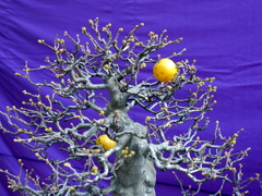 114_P1040665g