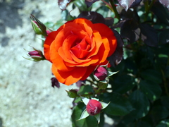 薔薇