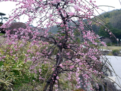 P1040840g