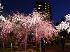 縮景園の夜桜