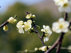 P1090716g