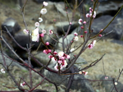 P1040863g