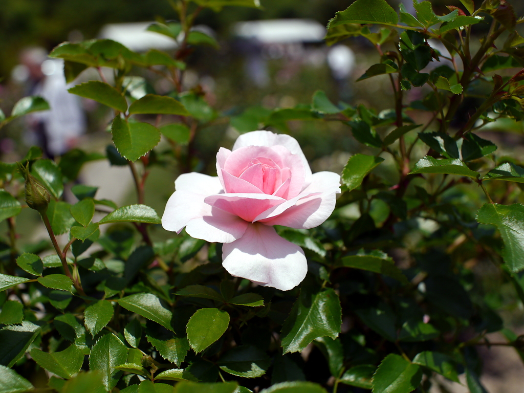 薔薇