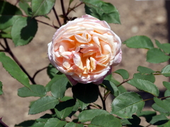 薔薇