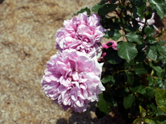薔薇