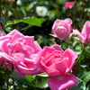 薔薇と蜜蜂