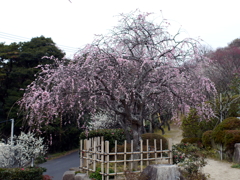 P1060032g