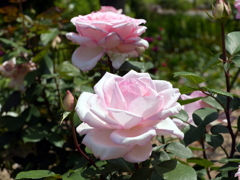 薔薇