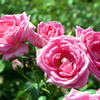 薔薇と蜜蜂