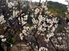 P1040906g