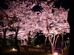 縮景園の夜桜