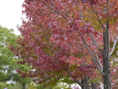 広島広域公園