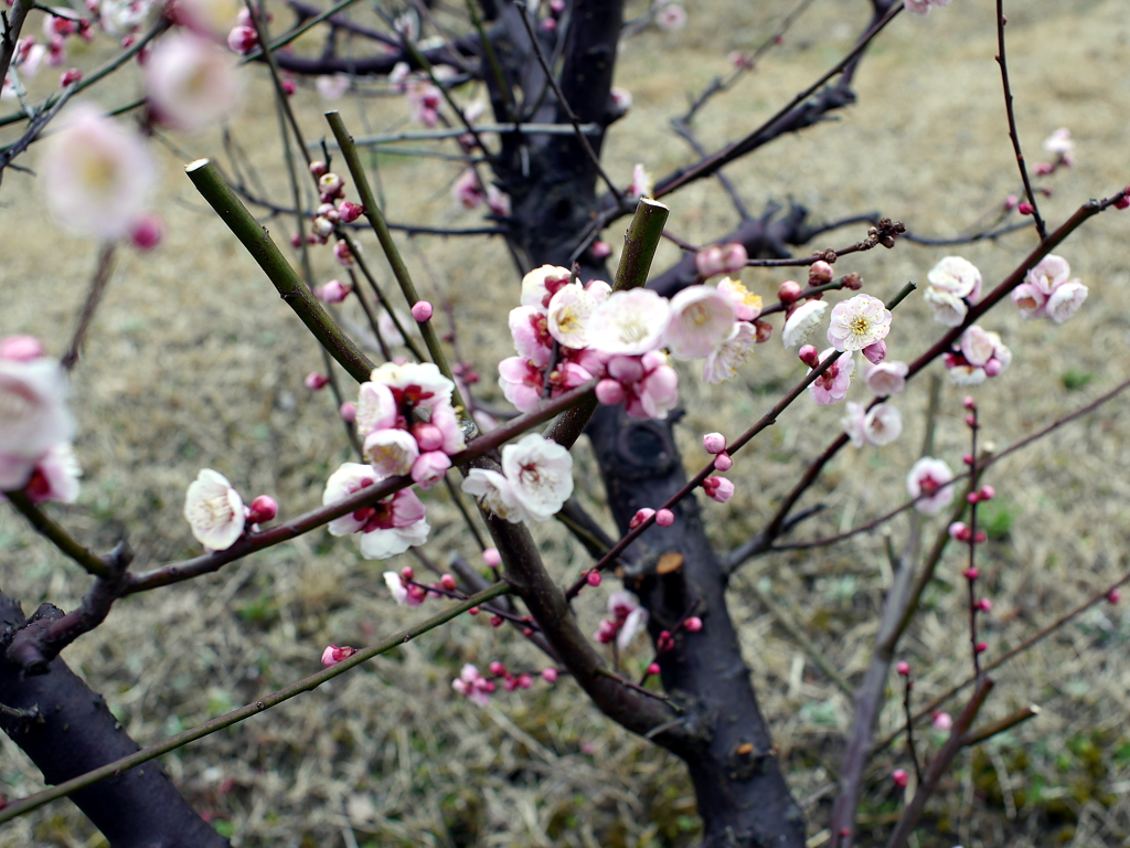 P1040866g