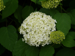 P1010524