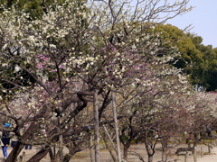 027_P1040698g