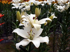 百合