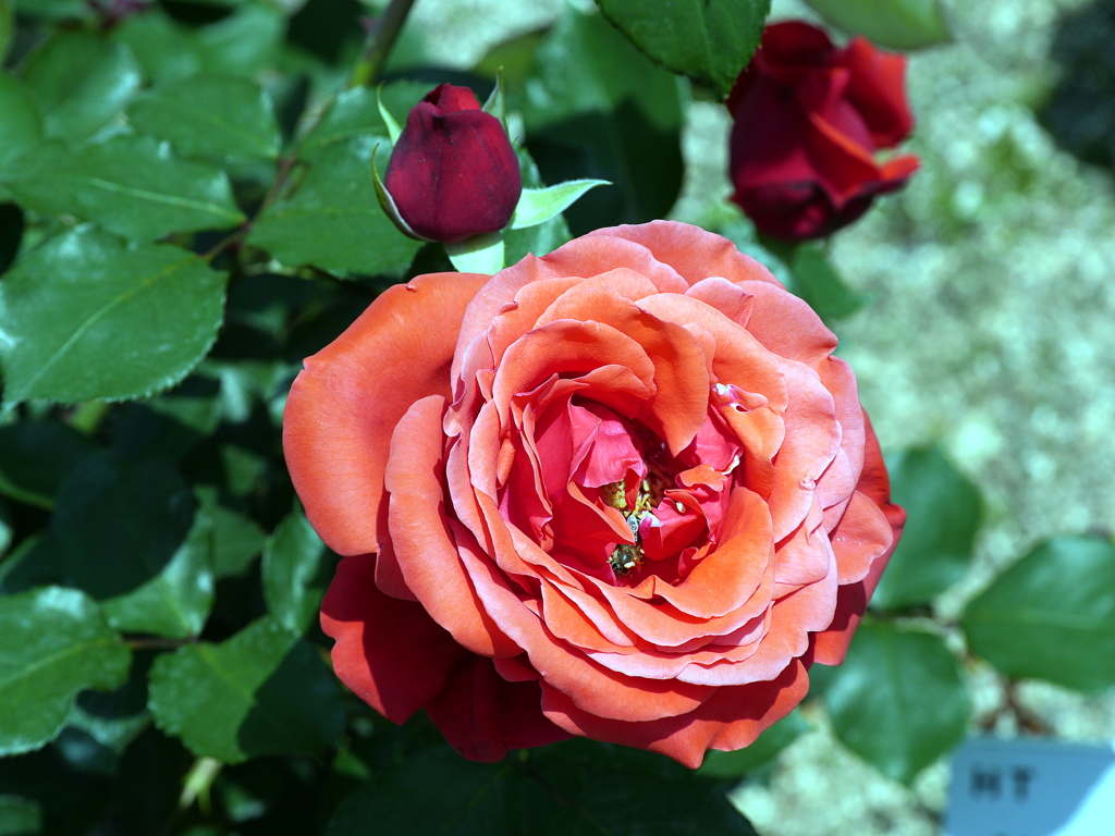 薔薇