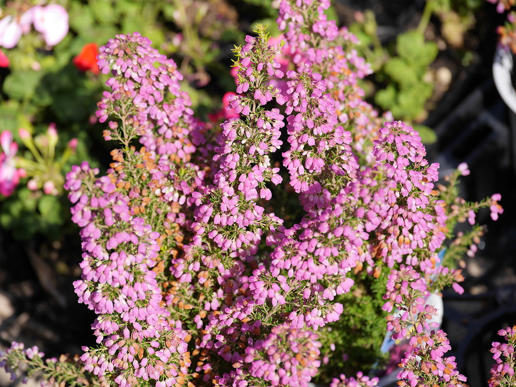 P1050460