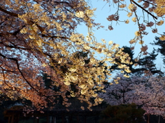 縮景園の桜