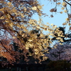 縮景園の桜