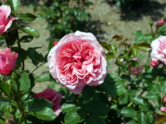 薔薇