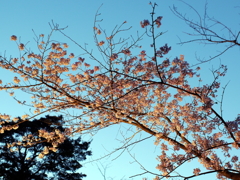 縮景園の桜