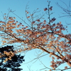 縮景園の桜