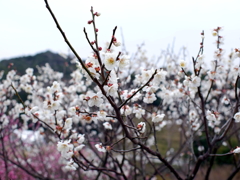 P1040829g