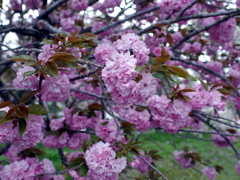 八重桜