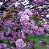 八重桜