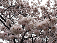 満開の桜