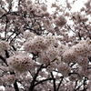満開の桜