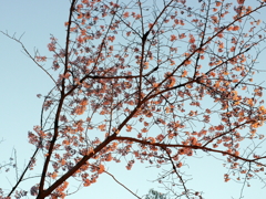 縮景園の桜