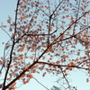 縮景園の桜