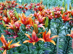 百合