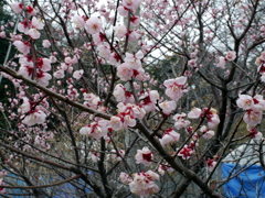 P1040802g