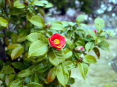 P1040921g