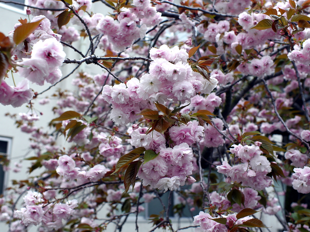 八重桜