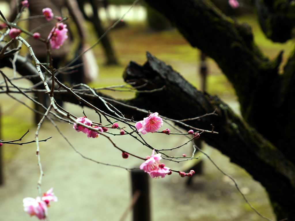 縮景園の梅