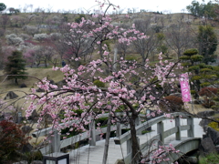 P1040879g