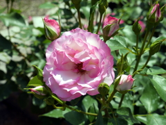 薔薇
